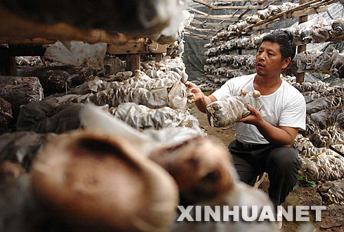 在嵩縣木植街鄉(xiāng)寨溝村，村民張少卿在大棚內(nèi)管理香菇（9月11日攝）。2005年從深山搬遷下來的他，如今已經(jīng)是一個食用菌種植專業(yè)戶，年收入3萬多元。 河南省嵩縣是國家扶貧工作重點縣。為徹底改變部分生活在深山區(qū)、被“行路難、用電難、吃水難、上學難、就醫(yī)難”困擾的村民的生活狀況，從2002年開始，嵩縣把“異地安置、搬遷扶貧”作為山區(qū)扶貧開發(fā)的切入點和深山群眾脫貧致富的途徑，有計劃、分期分批地把他們搬遷到小城鎮(zhèn)和交通便利的村莊。5年來，嵩縣通過多種形式，新建移民新村53個，遷出深山貧困群眾3238戶、13151人。 新華社記者 王頌攝 