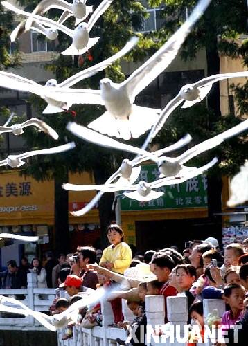  2005年11月13日清晨，市民和游客在昆明翠湖公園迎接當年首批大量入城的紅嘴鷗。 