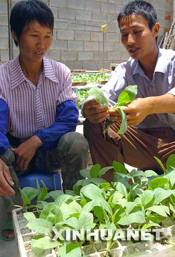 2005年5月20日，云南峨山彝族自治縣小街鎮(zhèn)興旺村的彝族黨員、農(nóng)業(yè)技術(shù)員普孝富（右）在給村里的彝族婦女普梅琴講授烤煙病蟲害的防治技術(shù)。地處云南省中部的峨山彝族自治縣成立于1951年5月，是我國(guó)第一個(gè)彝族自治縣。近年來(lái)，當(dāng)?shù)卣龑?dǎo)群眾按照市場(chǎng)需求搞起了良種畜牧養(yǎng)殖和茶葉、水果種植，經(jīng)濟(jì)不斷發(fā)展。全縣基本實(shí)現(xiàn)了家家通電、通自來(lái)水，適齡兒童入學(xué)率已達(dá)100%。 新華社發(fā) 