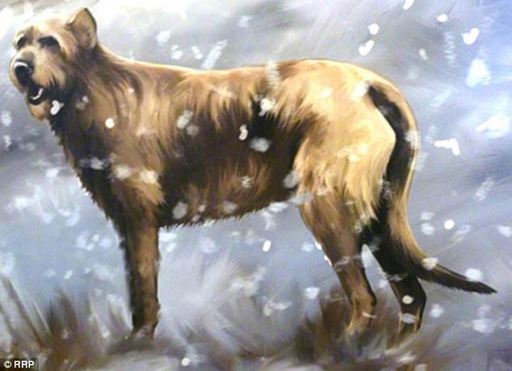 英出土鐵器時代護衛(wèi)犬尸體 忠誠“護寶”2000年