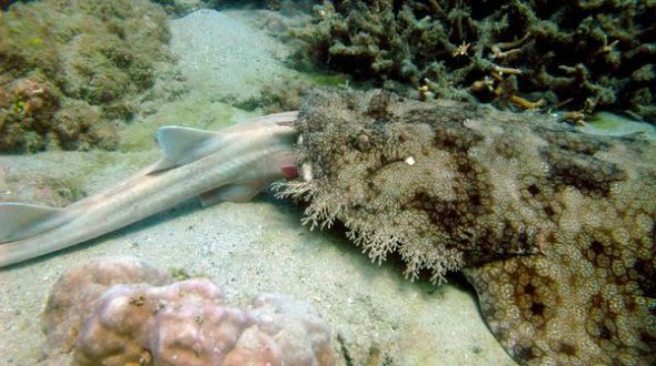 澳學(xué)者在大堡礁海域見證鯊魚同類相食 照片首度公開