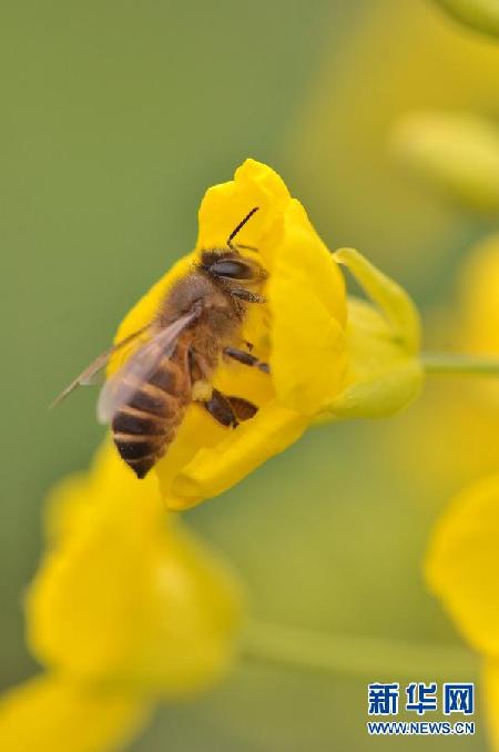 超美田園風(fēng)光：油菜花盛開(kāi)的季節(jié)