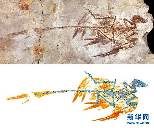 中美科學(xué)家聯(lián)手復(fù)原小盜龍“亮麗羽衣”