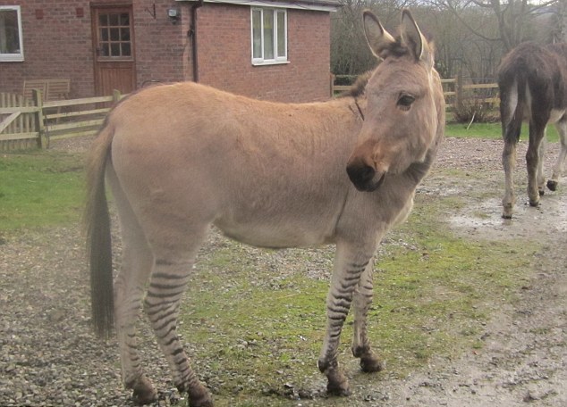 “斑驢、斑馬馬”繞暈頭 英怪異動(dòng)物園令人稱奇
