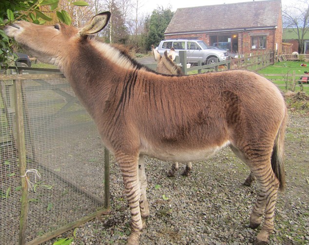 “斑驢、斑馬馬”繞暈頭 英怪異動(dòng)物園令人稱奇