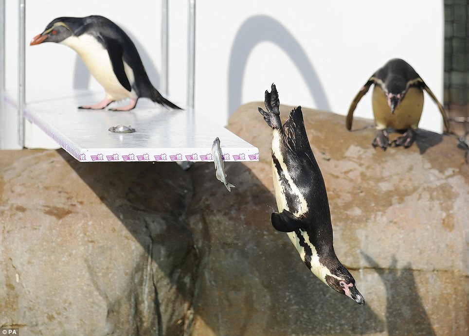 倫敦動物園搭建奧運(yùn)跳板 企鵝健將一展跳水英姿