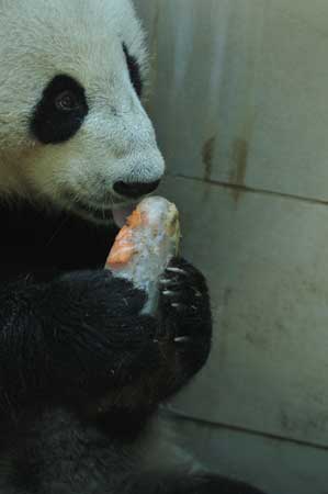 福州高溫 熊貓消暑不忘賣萌
