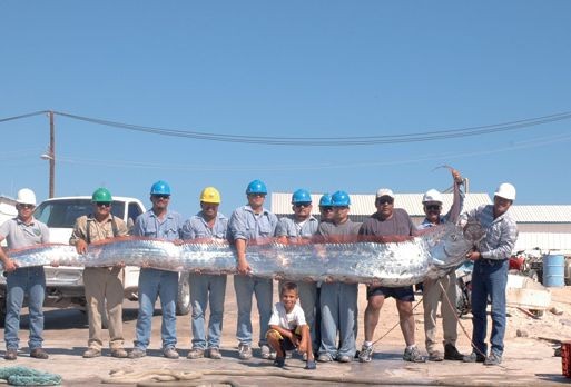 花蓮11人捕獲4米長地震魚 重59千克