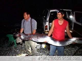 花蓮11人捕獲4米長(zhǎng)地震魚(yú) 重59千克