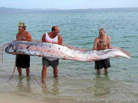 花蓮11人捕獲4米長(zhǎng)地震魚 重59千克