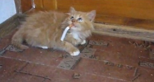 烏龜、毒蛇、大猩猩：動物界“煙鬼”百態(tài)（組圖）
