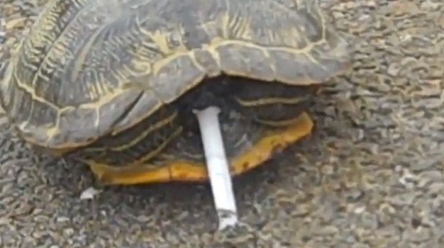 滿地找煙頭的獵犬、被迫戒煙的猩猩 動物“煙鬼”的滑稽百態(tài)