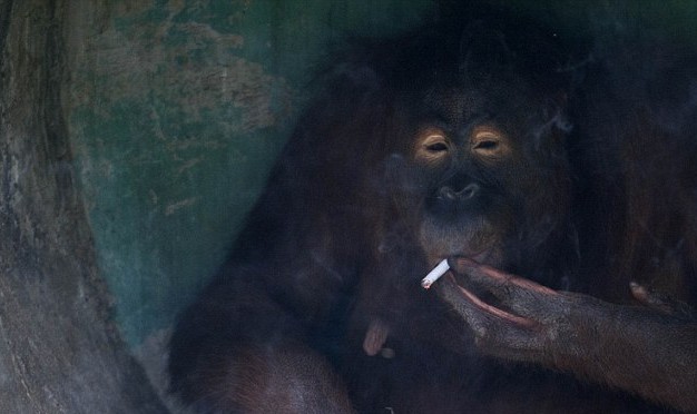 滿地找煙頭的獵犬、被迫戒煙的猩猩 動物“煙鬼”的滑稽百態(tài)