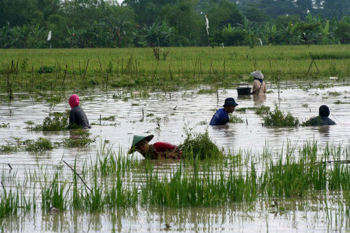 印尼強(qiáng)降雨引發(fā)洪水 至少5人遇難