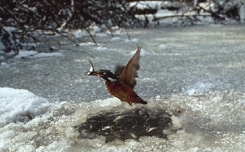 為捕魚翠鳥扎進(jìn)冰層不畏寒 知更鳥偷師學(xué)藝鉆冰窟