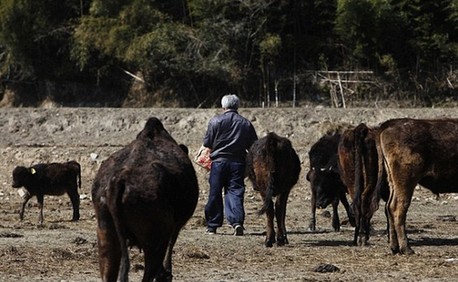 日本農(nóng)民為照顧動物堅守核輻射區(qū) 生命堪危 