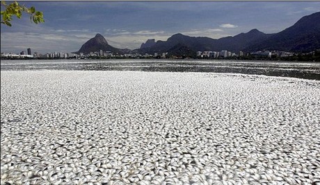巴西奧運會賽艇場地驚現(xiàn)65噸死魚 或因缺氧所致