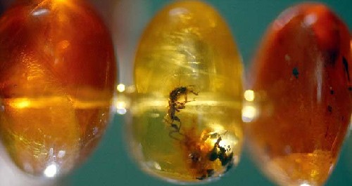 4000萬年前琥珀所串項(xiàng)鏈將拍賣 估價(jià)1萬英鎊