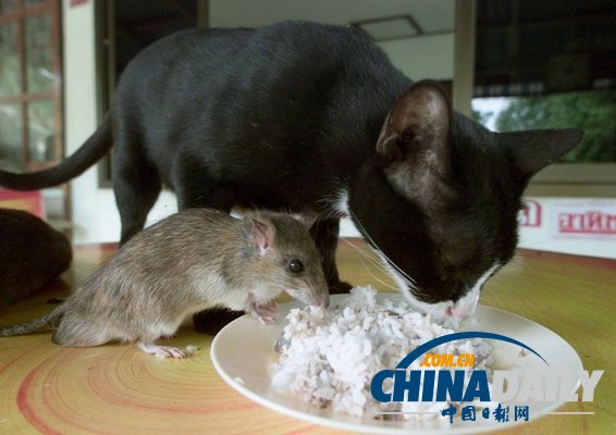 治愈系組圖：可愛動(dòng)物們的跨物種感情