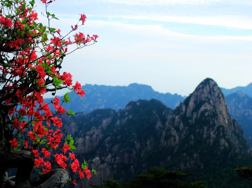 黃山杜鵑：群峰萬(wàn)仞一點(diǎn)紅