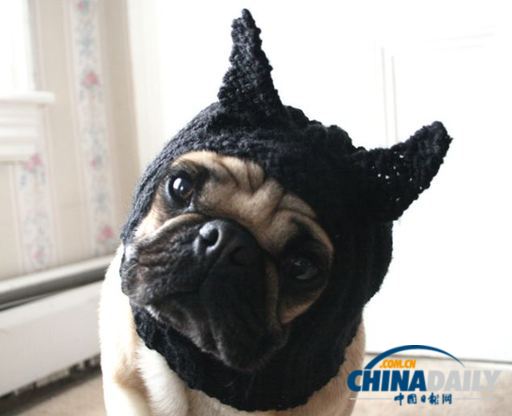 美國(guó)女大學(xué)生推出狗狗專用服飾 保暖同時(shí)討人憐愛