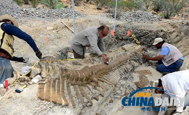 墨西哥沙漠發(fā)現(xiàn)罕見(jiàn)恐龍尾巴化石 距今7200萬(wàn)年