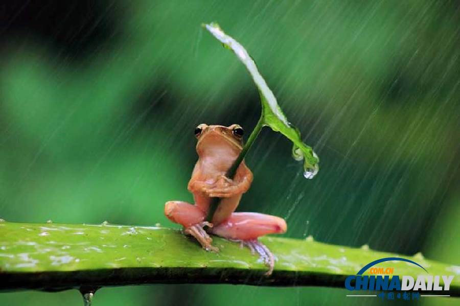 印尼打雨傘青蛙系列系無(wú)良攝影師擺拍（組圖）