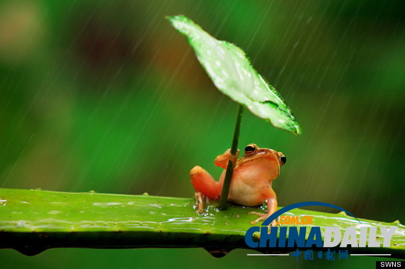 印尼打雨傘青蛙系列系無(wú)良攝影師擺拍（組圖）