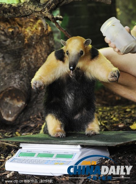 倫敦動物園年度大體檢啟動 各萌主乖乖“入甕”（組圖）