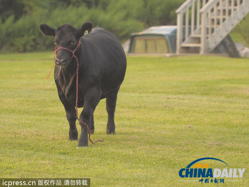 美國(guó)農(nóng)場(chǎng)秀公牛脫韁逃跑撞倒一名男子