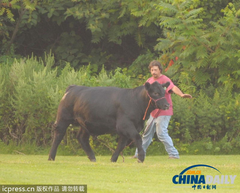 美國(guó)農(nóng)場(chǎng)秀公牛脫韁逃跑撞倒一名男子