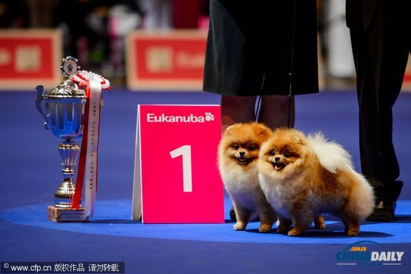 瑞士舉行狗狗大賽 過(guò)萬(wàn)選手角逐最美“汪星人”桂冠