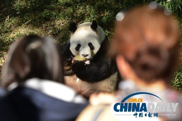美國(guó)華盛頓一動(dòng)物園重開 大熊貓“添添”可愛亮相（組圖）