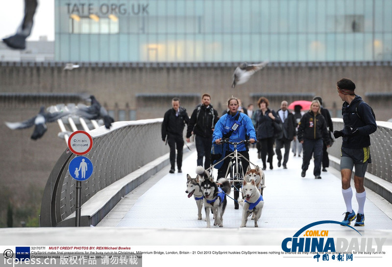 備戰(zhàn)圣誕季 英國快遞公司演練狗拉雪橇送包裹（高清組圖）