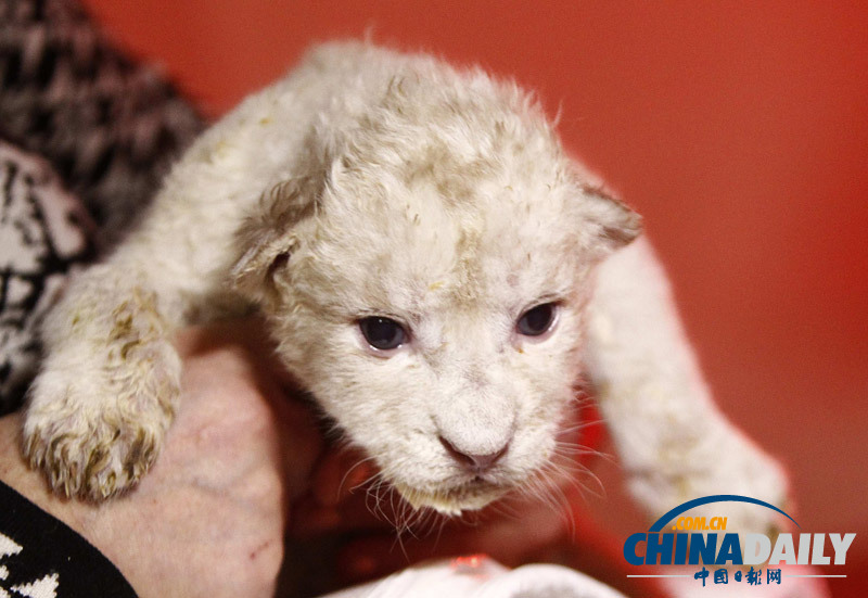 珍稀白獅寶寶亮相第比利斯動(dòng)物園 憨態(tài)可掬惹人愛