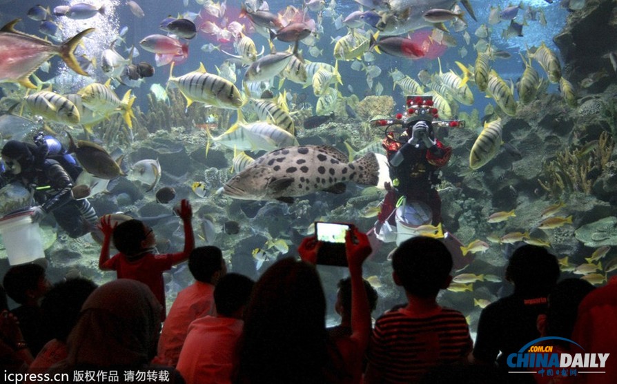 水下舞獅財(cái)神拜年 馬來(lái)西亞一水族館喜迎中國(guó)年