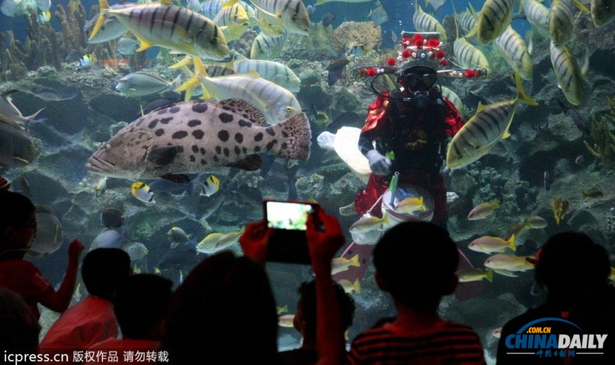 水下舞獅財(cái)神拜年 馬來(lái)西亞一水族館喜迎中國(guó)年
