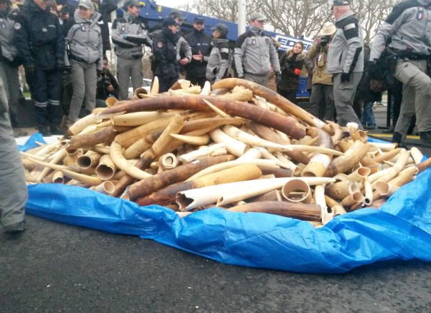法國(guó)埃菲爾鐵塔下銷毀逾2噸象牙 系歐洲首次