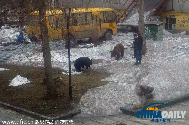 遛狗簡直弱爆啦！俄羅斯男子遛棕熊震驚路人