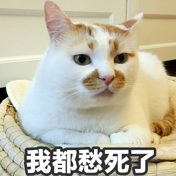 Death of celebrity cat saddens the internet