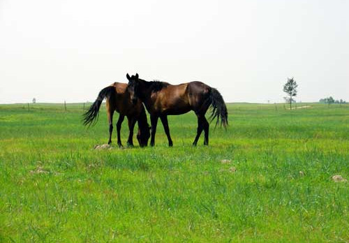 Zhurihe Prairie