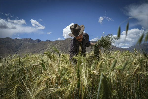 返鄉(xiāng)日記 (<EM>f?nxiāng rìjì</EM>): Diaries about rural hometowns