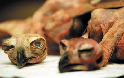 Golden eagles in danger
