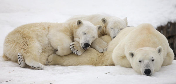 Birthday bears play in the snow