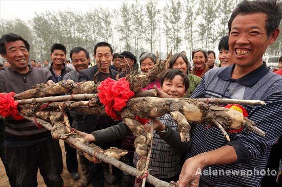 A 13-kilogram lotus root was voted king in Pengdian town, Oct 31, 2011. Biggest lotus root crowned in C China