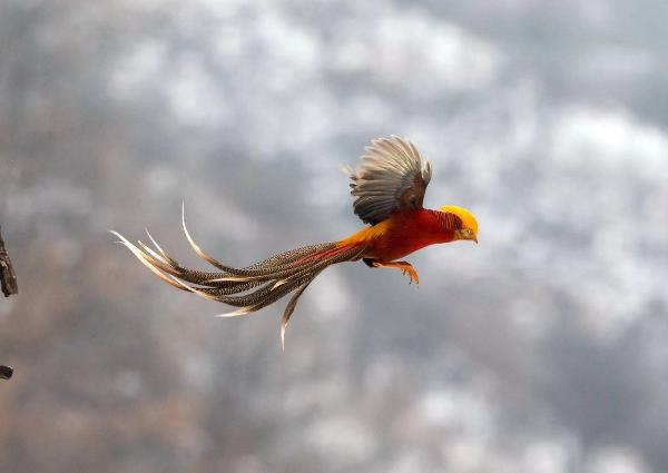 Rare birds caught on camera