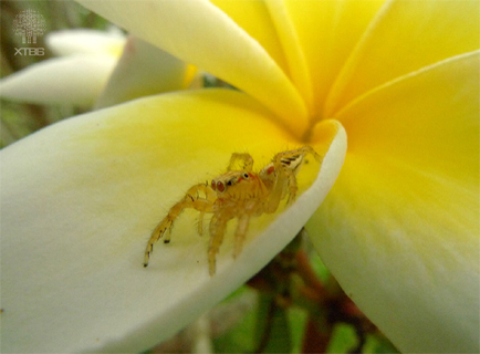 XTBG insect show
