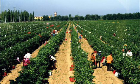 Changyu: From pioneer to global winemaker