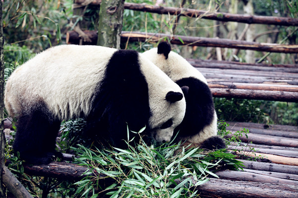 We love bamboo