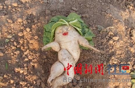 成精的蘿卜君！《大根逃亡記》爆紅